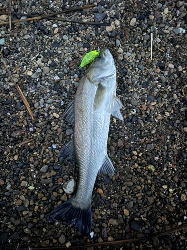 スズキの釣果