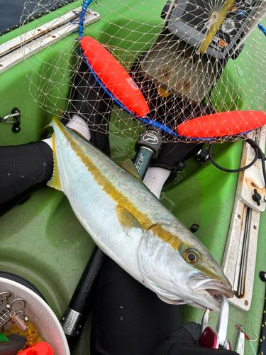 ハマチの釣果