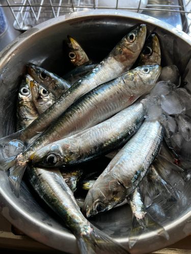 イワシの釣果