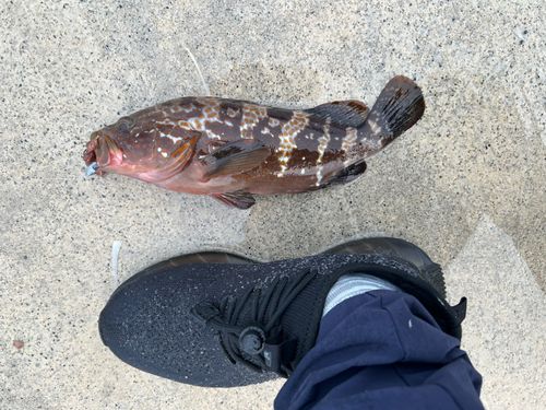 キジハタの釣果