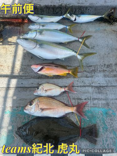 メジロの釣果
