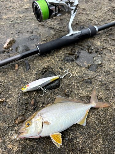 ネリゴの釣果