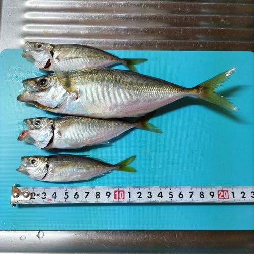 アジの釣果