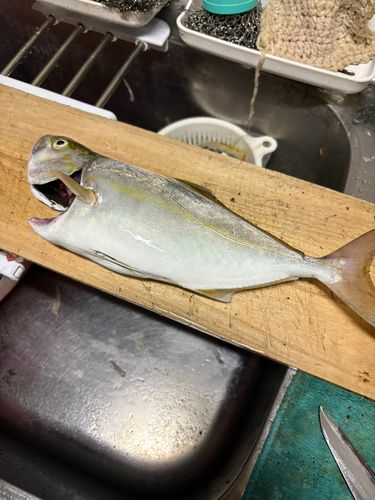 ショゴの釣果