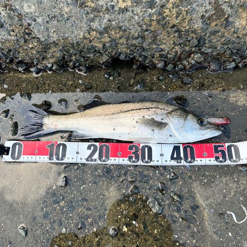 フッコ（マルスズキ）の釣果