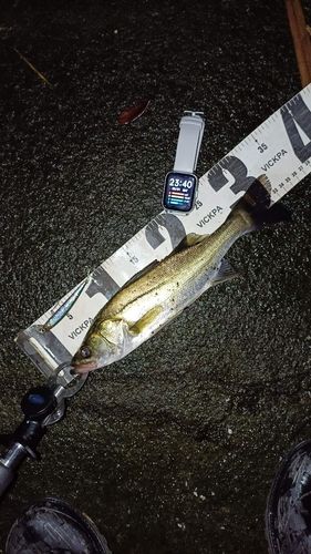フッコ（マルスズキ）の釣果