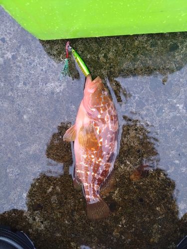 アコウの釣果