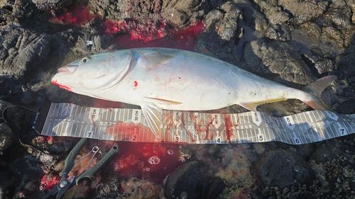 ワラサの釣果