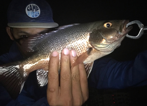 ゴマフエダイの釣果