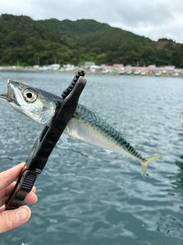 サバの釣果