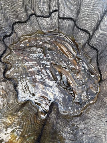 アユの釣果