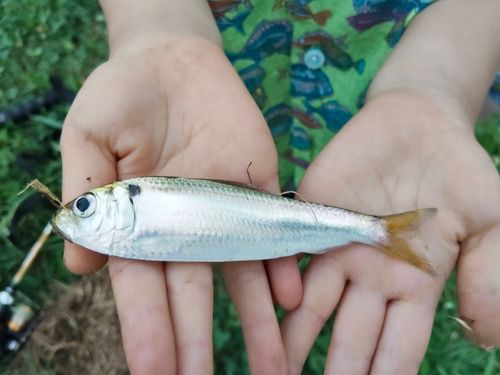 サッパの釣果