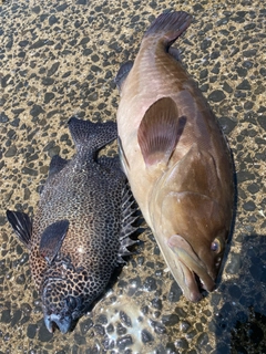 クエの釣果