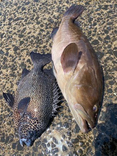 クエの釣果