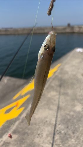 キスの釣果