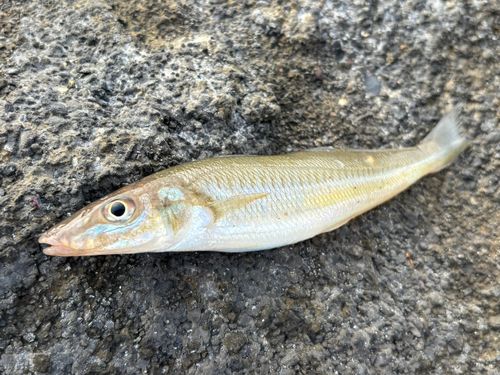 キスの釣果