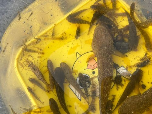 ハゼの釣果