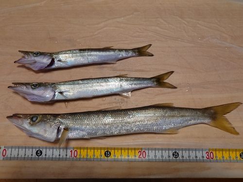 カマスの釣果
