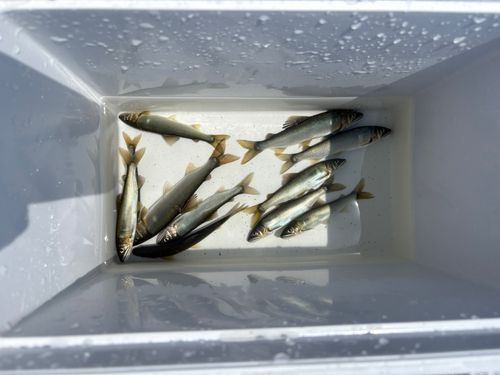 アユの釣果