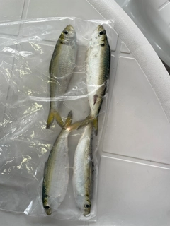 サッパの釣果