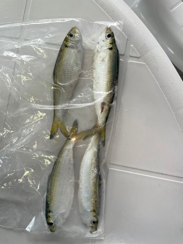 サッパの釣果