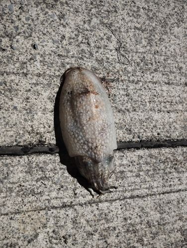 シリヤケイカの釣果
