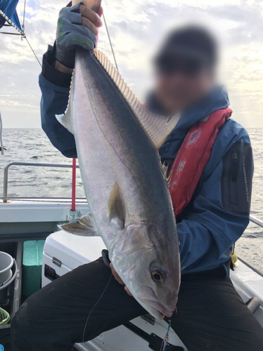 カンパチの釣果