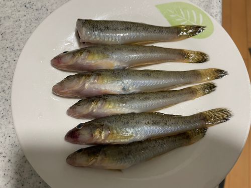 ハゼの釣果
