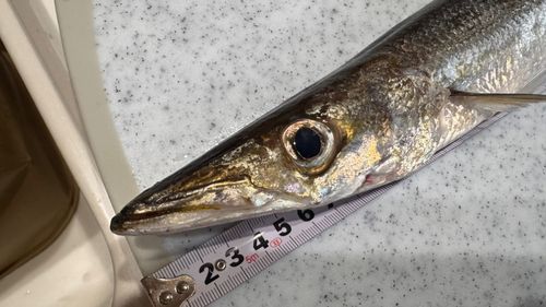 アカカマスの釣果