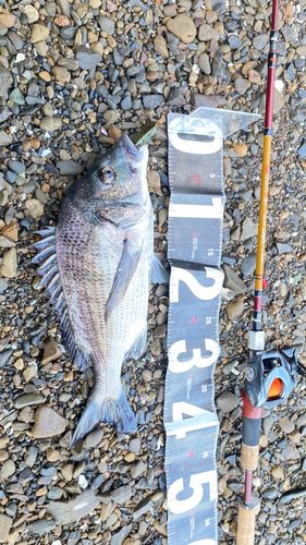 チヌの釣果