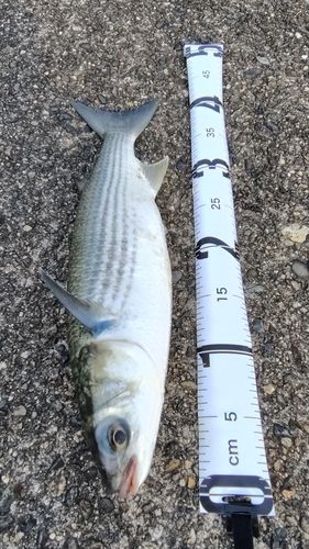 ボラの釣果