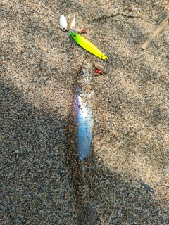 キスの釣果