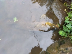 コイの釣果