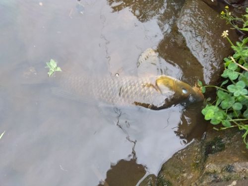 コイの釣果