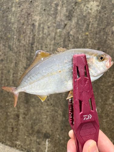 ショゴの釣果