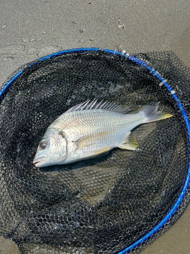 キビレの釣果