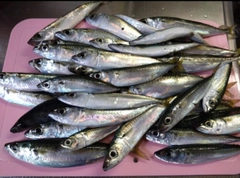 マサバの釣果