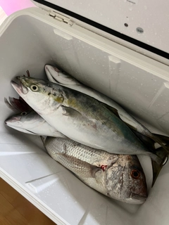 マダイの釣果