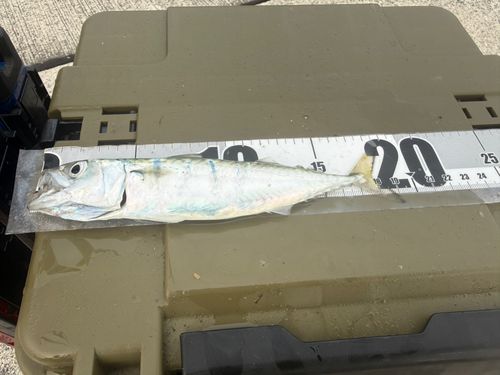 サバの釣果