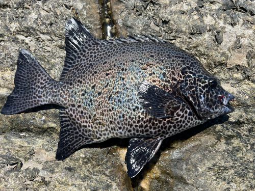 イシガキダイの釣果