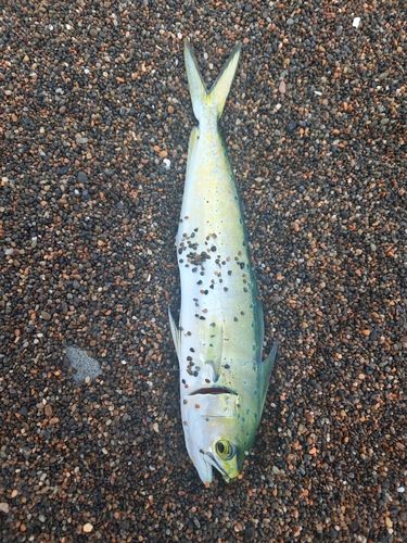 シイラの釣果