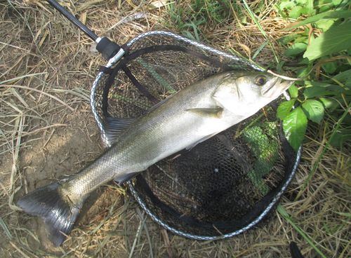 フッコ（マルスズキ）の釣果