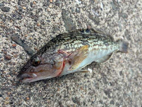 アイナメの釣果