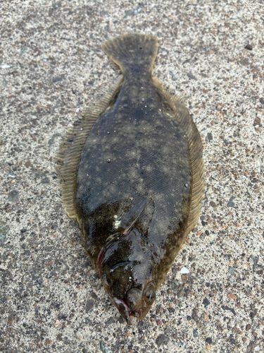 マコガレイの釣果