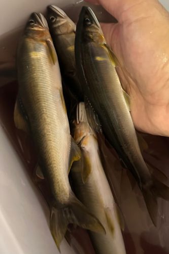 アユの釣果