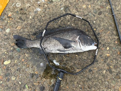 チヌの釣果