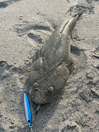 マゴチの釣果