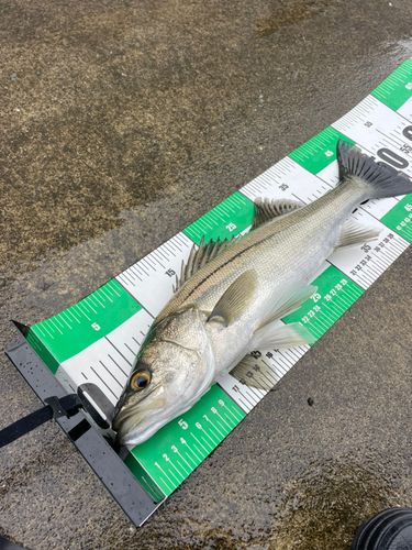 フッコ（マルスズキ）の釣果