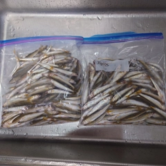コアユの釣果