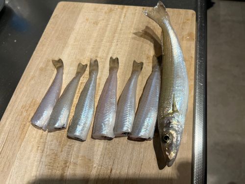 キスの釣果